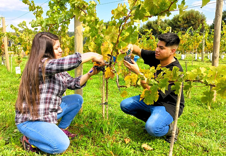 UCT consigue su primera vendimia de tres cepas de vino