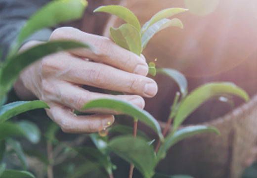 Magíster en Ciencias Agropecuarias