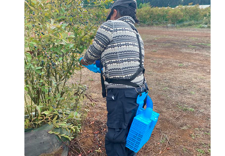 UCT impulsa innovación agrícola con nueva herramienta para la cosecha de arándanos