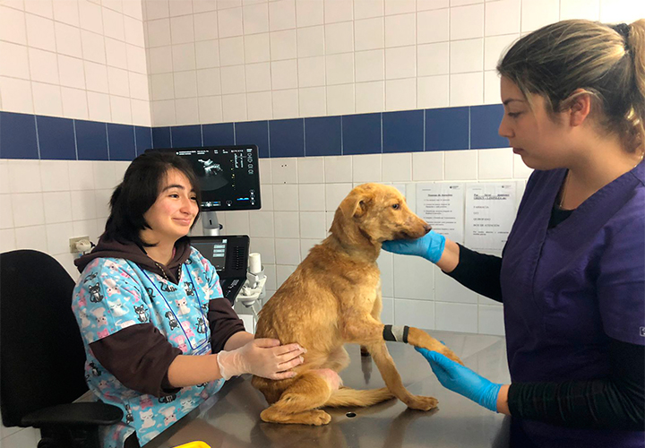 Medicina Veterinaria UCT fortalece Formación Dermatológica para Cuidado de Mascotas