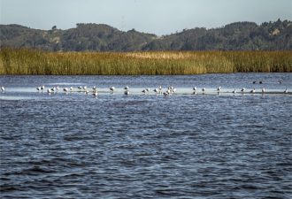 Equipo de Investigadores del LPT estudiarán protección de los humedales de la cuenca del Río Queule