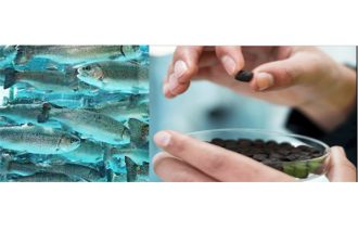 UCT participa en proyecto que evaluará ingredientes alternativos para la alimentación en salmonicultura