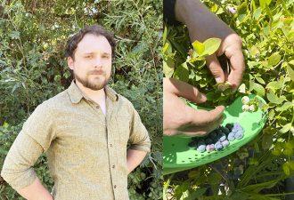 Diseñador de la UCT se adjudica proyecto FONDEF VIU 2021 que crea herramienta para apoyar la cosecha del arándano.