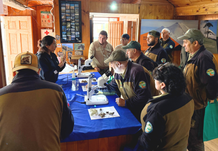 Académicos UCT lideran capacitación para guardaparques de CONAF sobre los macrolíquenes en el Parque Nacional Conguillío