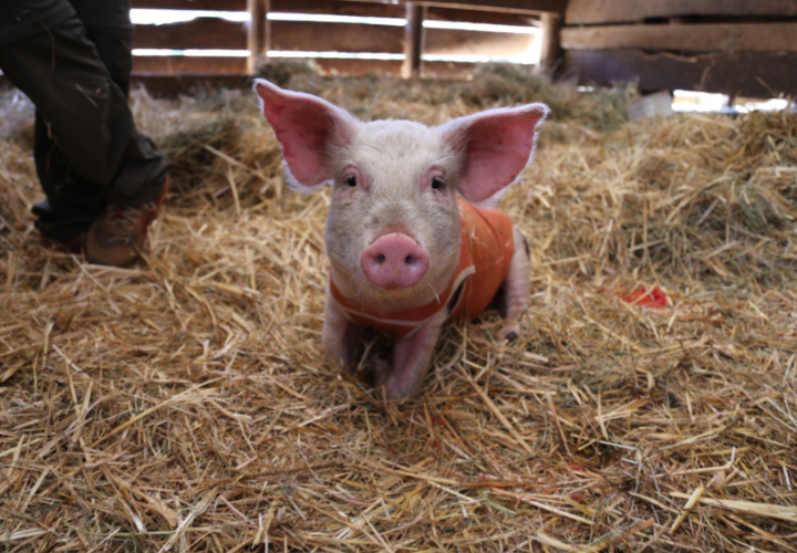 UCT colabora en la rehabilitación de cientos de animales de la comuna de Lumaco tras incendios forestales