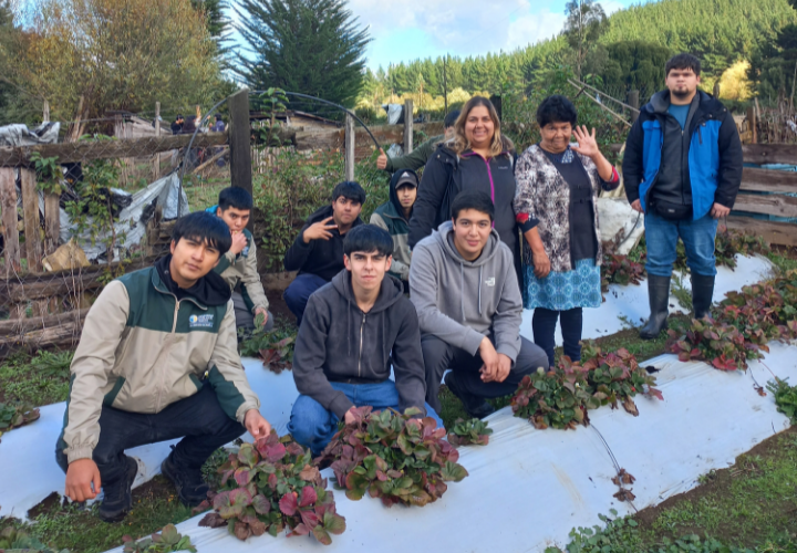 Estudiantes de Agronomía apoyan en labores agropecuarias a adultos mayores de Lautaro