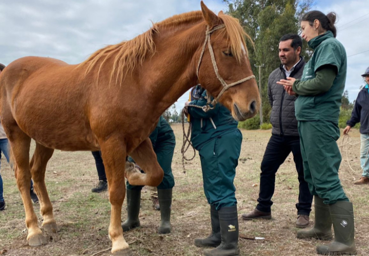 Medicina Veterinaria de la UC Temuco realizó operativo de caballos en Padre Las Casas