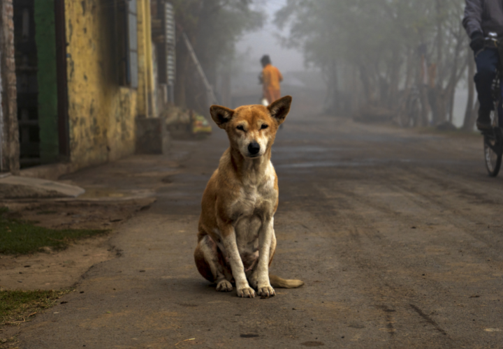 Perros sin supervisión: experto advierte su impacto en la salud pública, economía y fauna silvestre