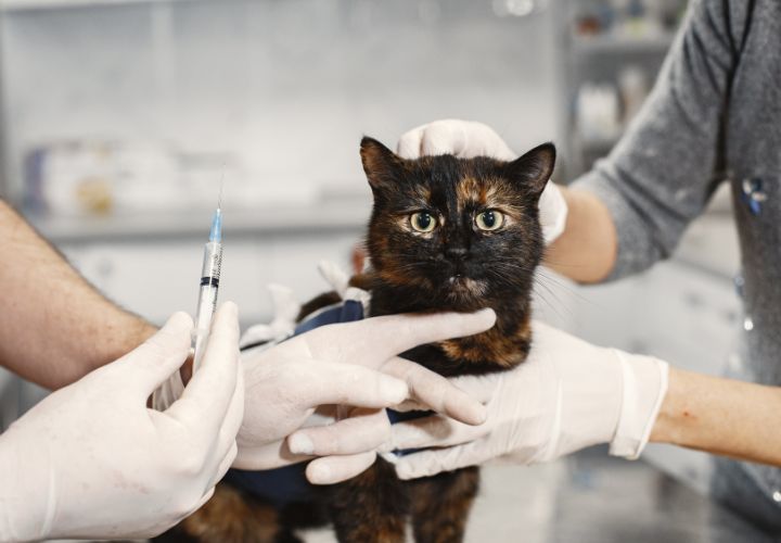 Este viernes 12 de abril la UCT realizará punto de vacunación antirrábica para mascotas