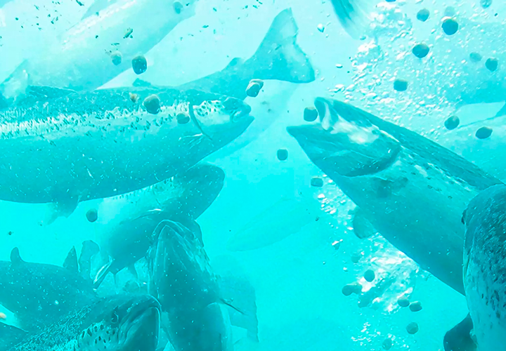 UC Temuco será sede de Seminario Internacional de nutrición de peces