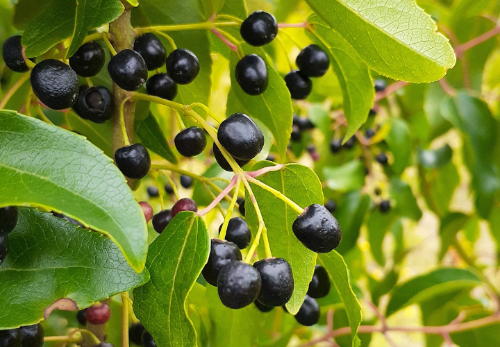 Universidad Católica de Temuco lidera proyecto de árboles frutales endémicos con propiedades nutracéuticas